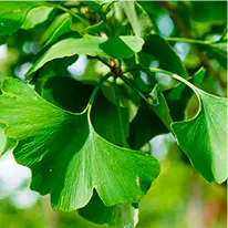 Gingko Biloba