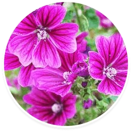 Mallow flower