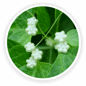 N-Hydroxysuccinimide