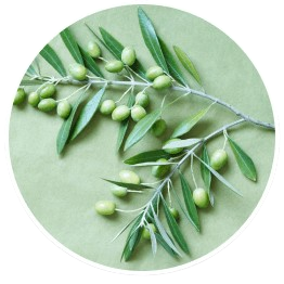 elaion tree leaf extract